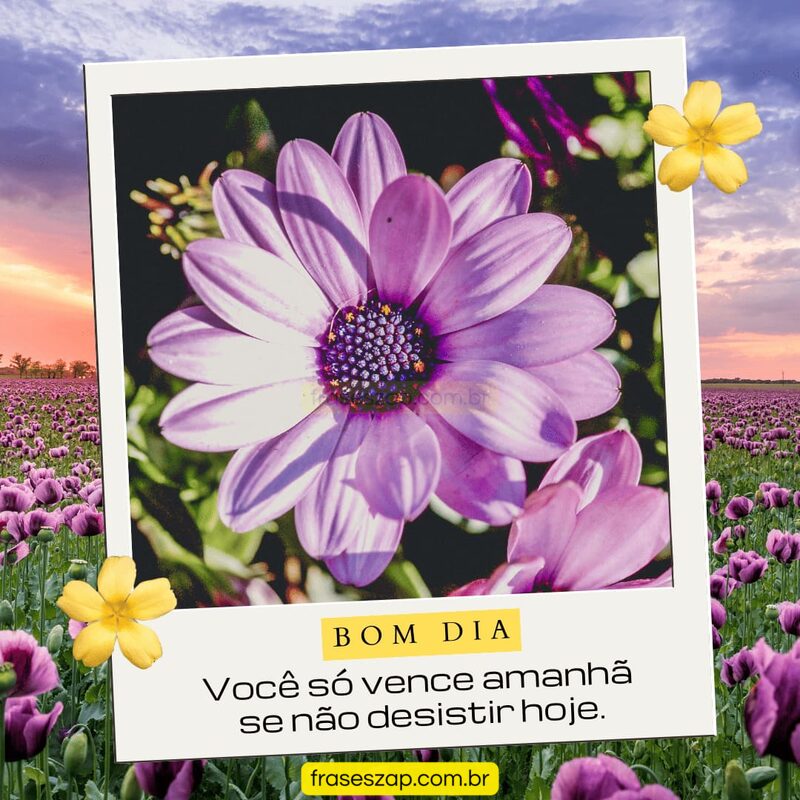 Imagem de bom dia para compartilhar no WhatsApp