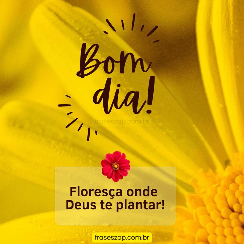 Imagem de bom dia para compartilhar no WhatsApp